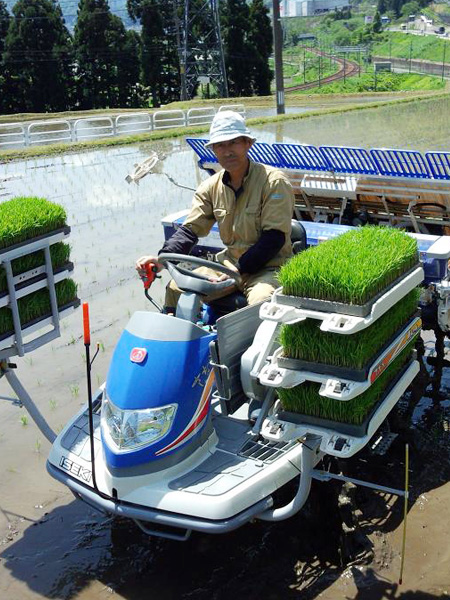 田植え