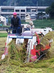 倒れた稲は刈るのが大変！