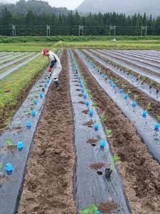 定植作業